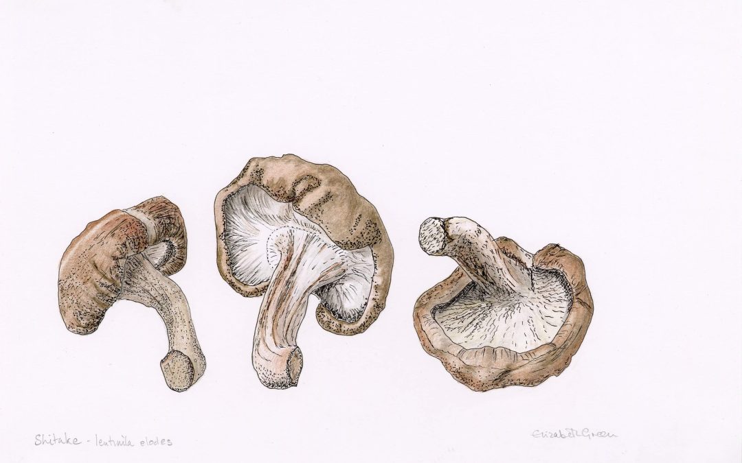 Birmingham Society of Botanical Artists